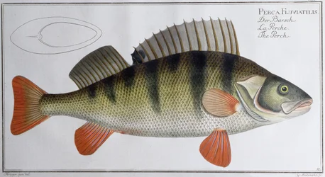 Baars: uitgegeven door Black, c.1790